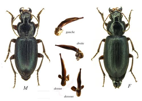 Ophonus sp.